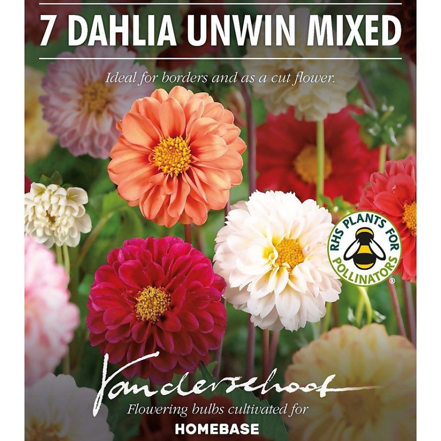 Homebase Summer Flowering Bulbs | Mixed Unwin Dahlia'S - Summer Bloom Bulbs