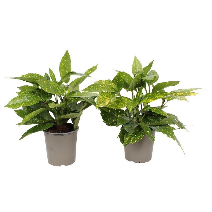 Homebase Shrub, Trees & Roses | Aucuba Japonica Variegata 13Cm