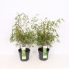 Homebase Specimen Plants | Bamboo Fargesia Rufa - 3L