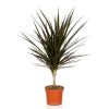 Homebase House Plants | Dracaena Marginata In 13Cm Pot