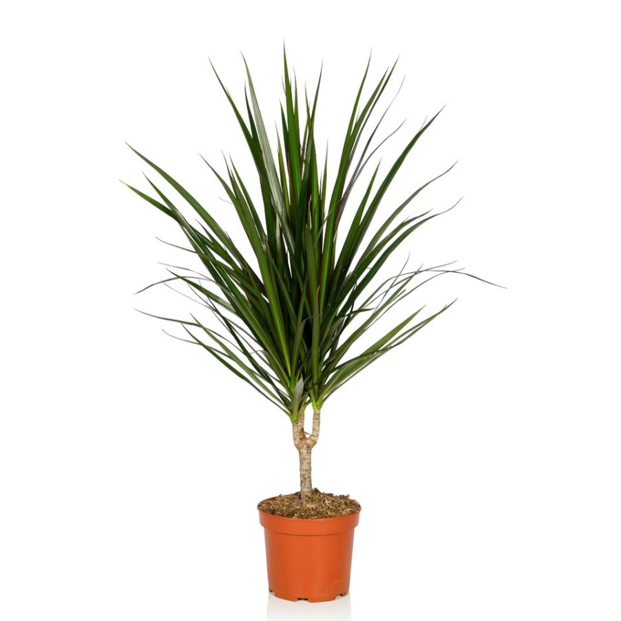 Homebase House Plants | Dracaena Marginata In 13Cm Pot