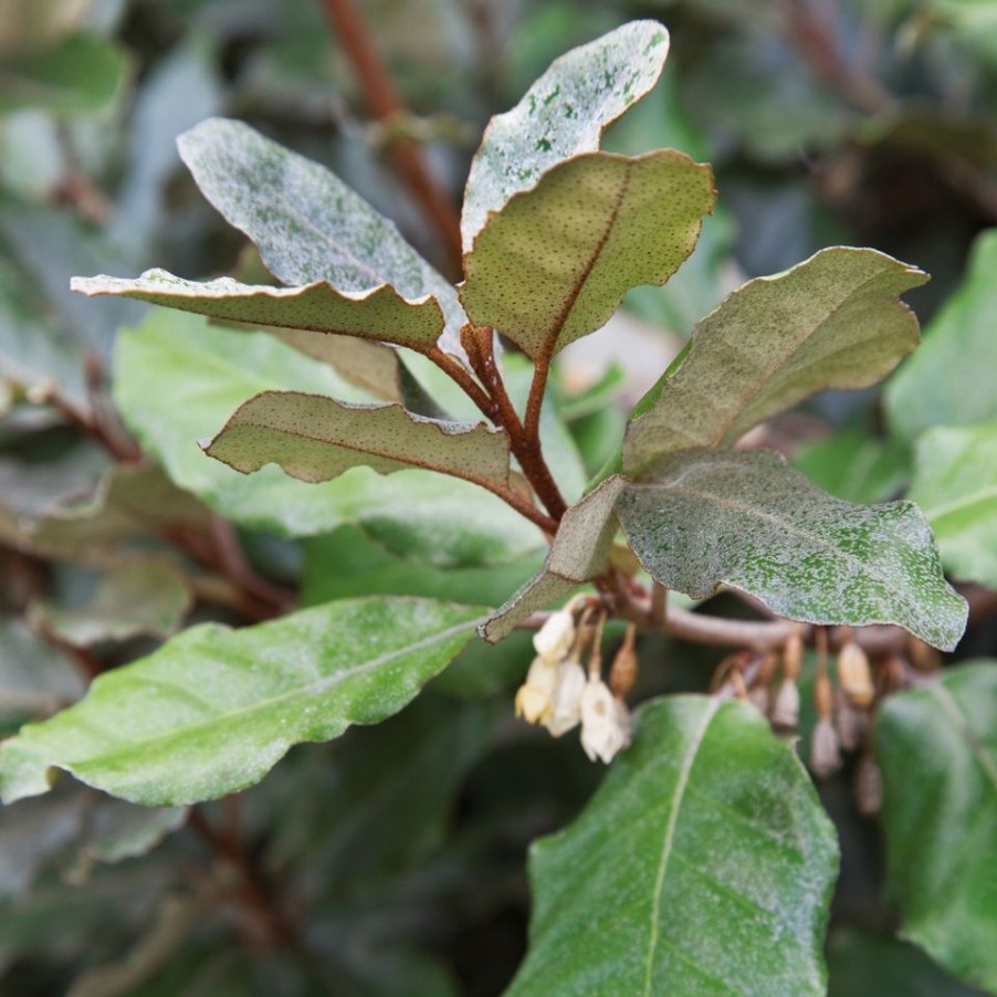 Homebase Shrub, Trees & Roses | Elaeagnus X Ebbingei - 7L Quarter Standard