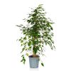 Homebase House Plants | Ficus Benjamina - 21Cm