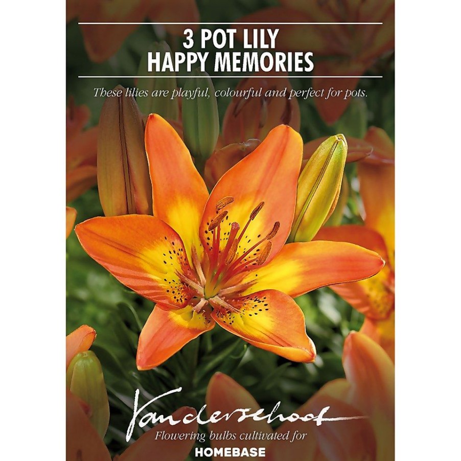 Homebase Summer Flowering Bulbs | Pot Lily Happy Memories Flower Bulbs