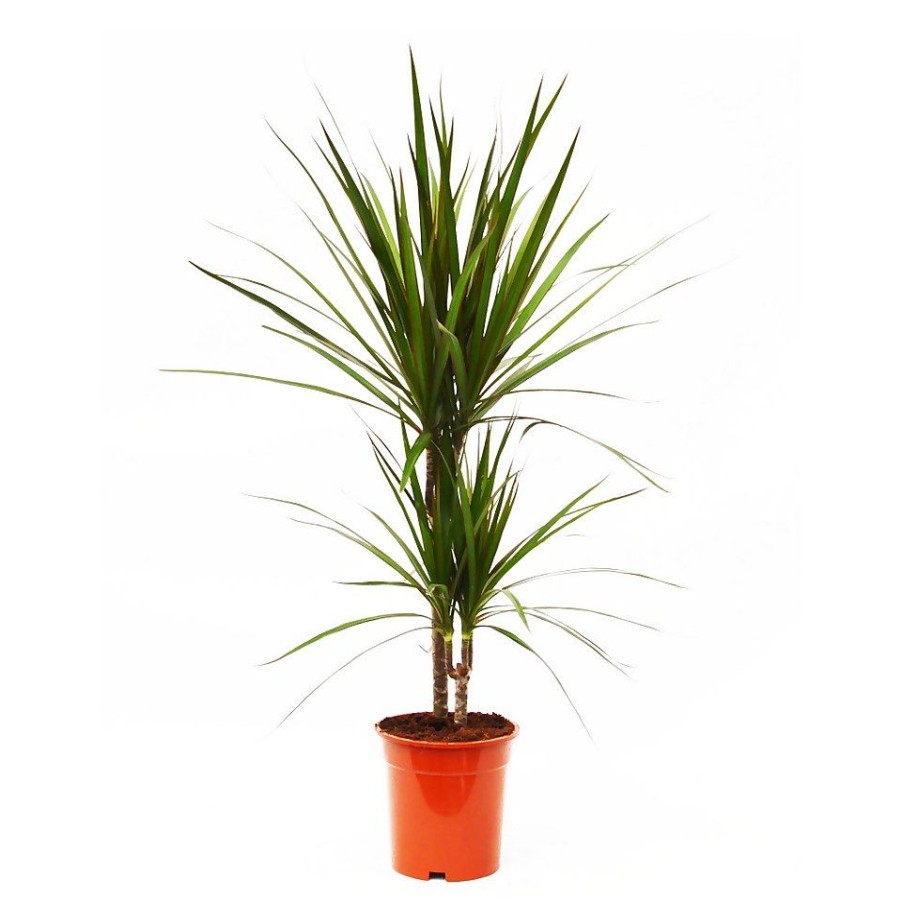 Homebase House Plants | Dragon Plant