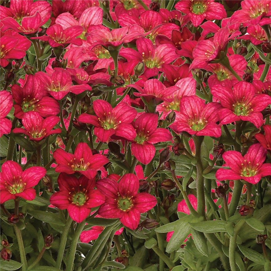 Homebase Perennial Plants | Saxifraga Alpino Collection - 1L