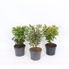 Homebase Shrub, Trees & Roses | Euonymus Mix - 17Cm