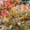 Homebase Shrub, Trees & Roses | Photinia X Fraseri Red Robin - 17Cm