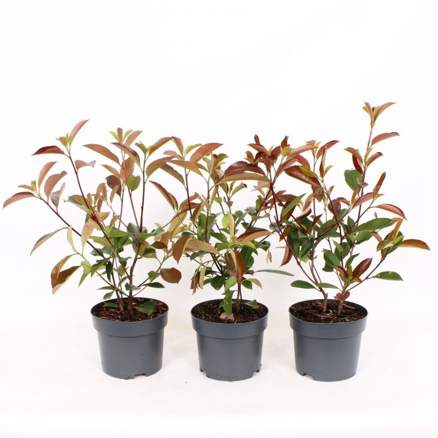 Homebase Shrub, Trees & Roses | Photinia X Fraseri Red Robin - 17Cm