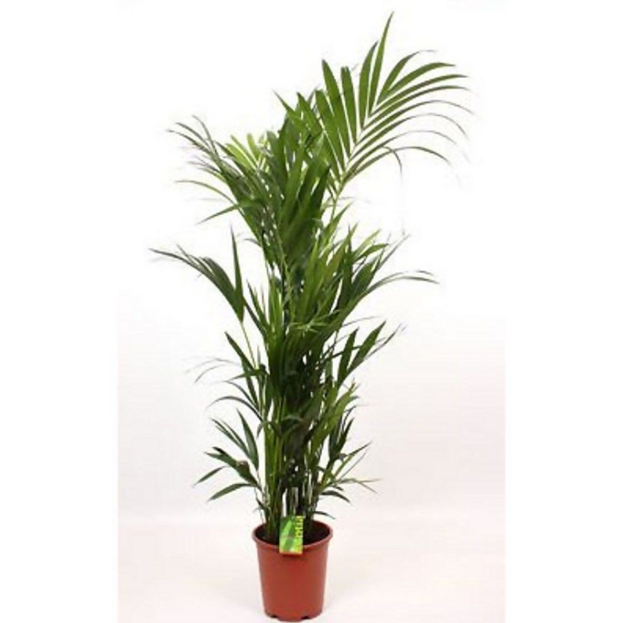 Homebase House Plants | Kentia 27Cm House Plant