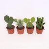 Homebase House Plants | Opuntia In 10.5Cm Pot