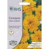 Homebase Seeds | Rhs Coreopsis Early Sunrise