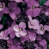 Homebase Perennial Plants | Erysimum 'Wallflower' Bowles Mauve - 17Cm