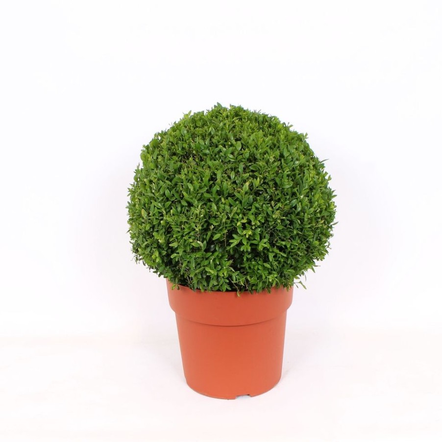 Homebase Specimen Plants | Buxus (Box) - 29Cm Ball Diameter 38Cm+