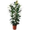 Homebase House Plants | Ficus Robusta 35Cm Pot