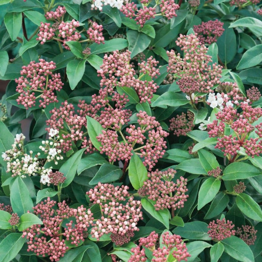 Homebase Shrub, Trees & Roses | Viburnum Tinus - 9L Bush