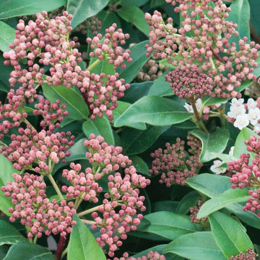 Homebase Shrub, Trees & Roses | Viburnum Tinus - 9L Bush