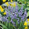 Homebase Perennial Plants | English Bluebell 1L