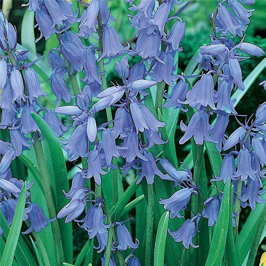 Homebase Perennial Plants | English Bluebell 1L